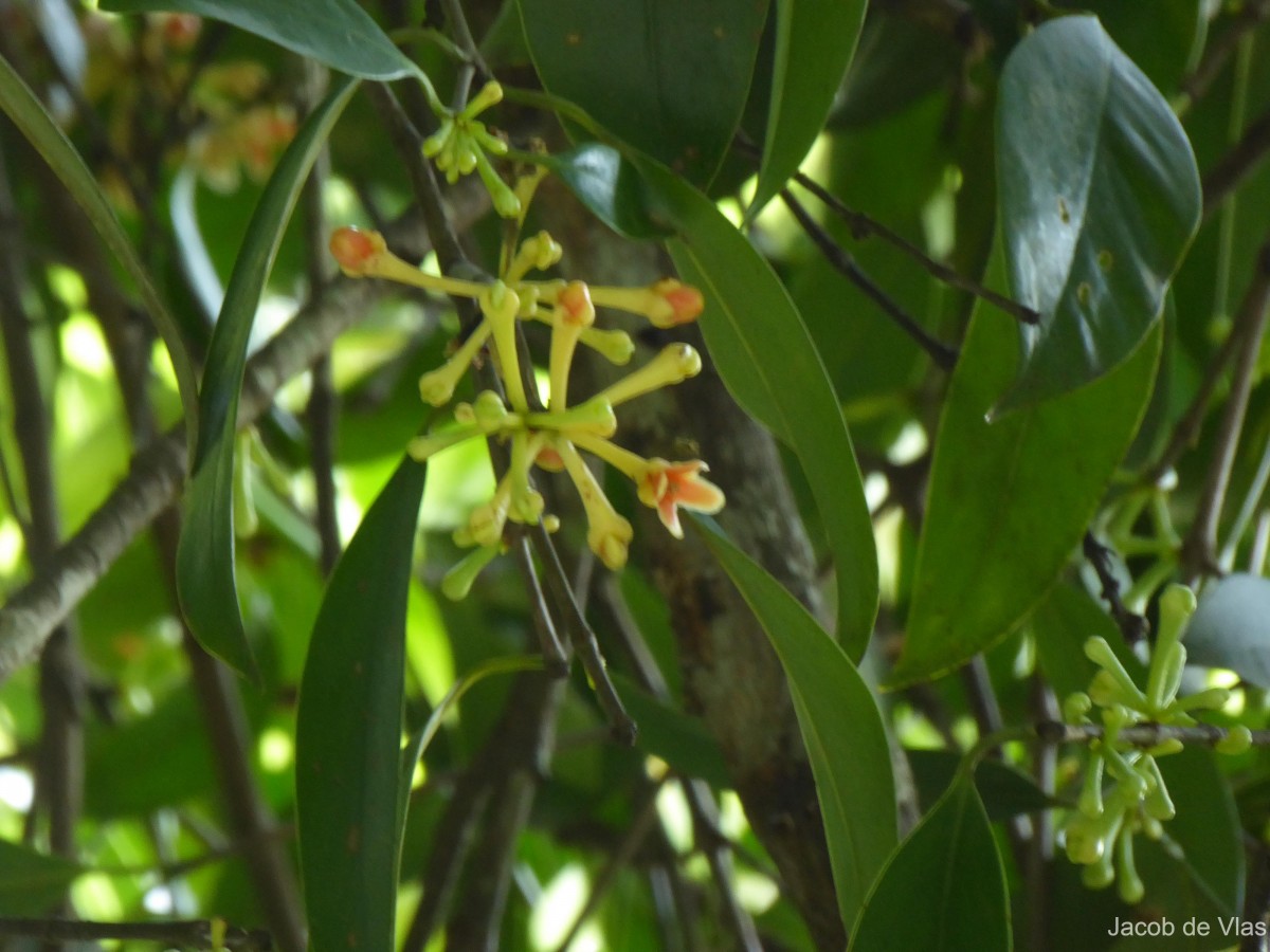 Garcinia quaesita Pierre